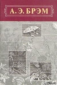 Жизнь животных, Том III, Пресмыкающиеся. Земноводные. Рыбы - Брем Альфред Эдмунд