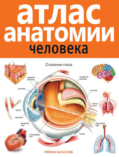 Атлас анатомии человека - Группа авторов