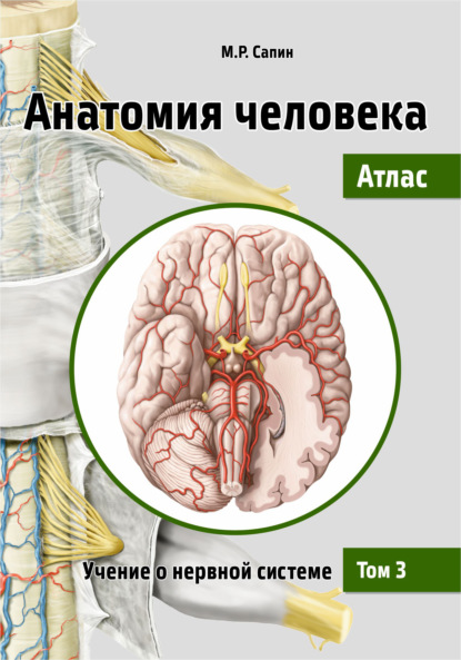 Анатомия человека. Атлас. Том 3. Учение о нервной системе - М. Р. Сапин