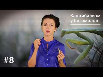 Каннибализм у богомолов: плата за секс или за бессмертие? - Евгения Тимонова