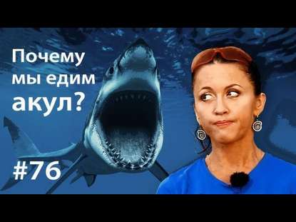 Почему мы едим акул? - Евгения Тимонова