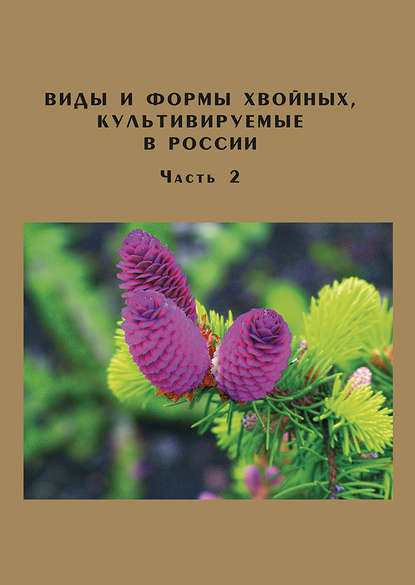 Виды и формы хвойных, культивируемые в России. Часть 2. Picea A. Dietr., Thuja L. - Д. Л. Матюхин