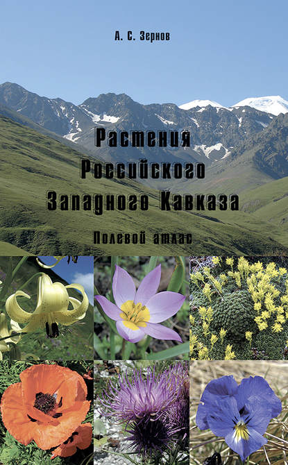 Растения Российского Западного Кавказа. Полевой атлас - А. С. Зернов