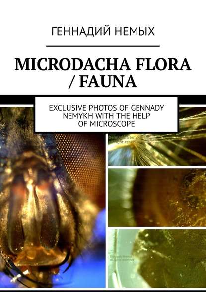 Microdacha flora / fauna. Exclusive photos of Gennady Nemykh with the help of microscope - Геннадий Немых